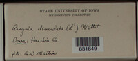 Arcyria denudata image